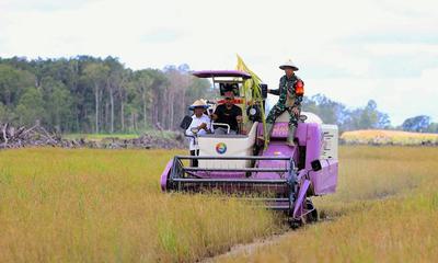 The first rice harvest in Kaliki Village, part of a mega-farm project in South Papua, Indonesia, in March.