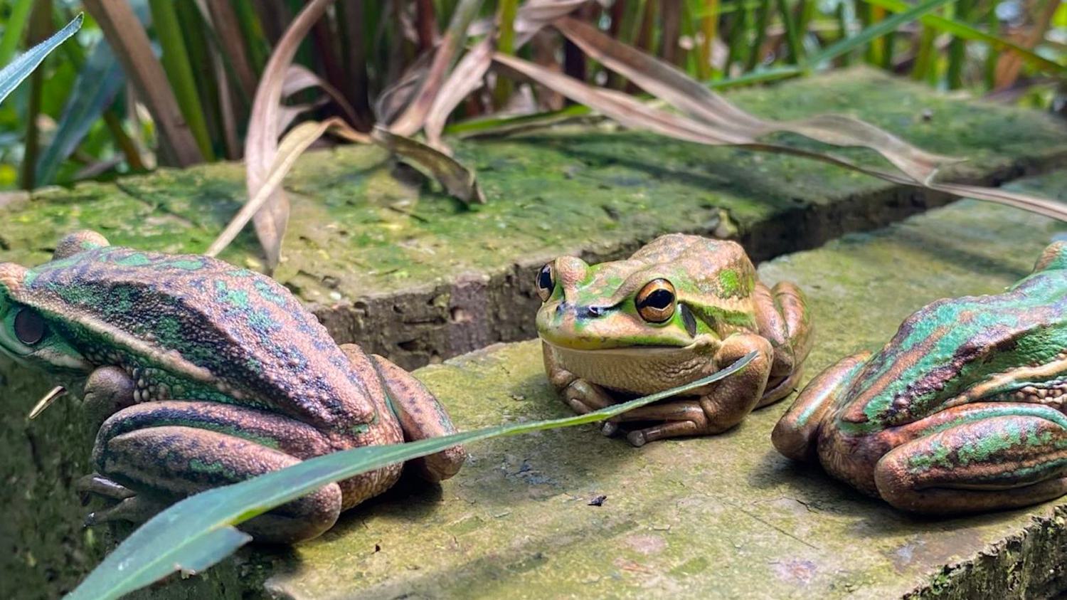 Frog Protection As Fatal Fungus Takes Its Toll, Can We Save Frog Species on the Brink ...