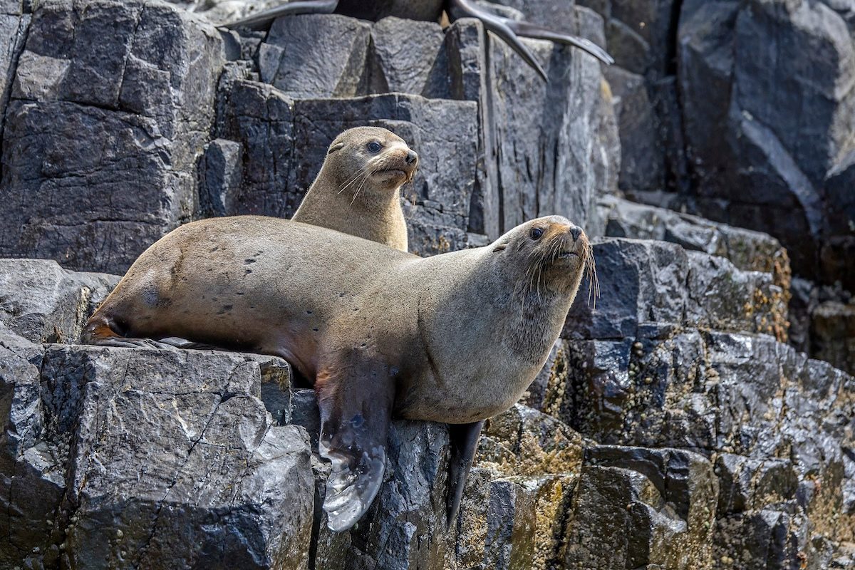 photo of To Deter Seals, Tasmanian Salmon Farmers Have Set Off 1,800 Bombs This Year image