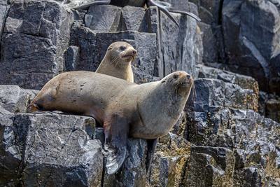 Tasmanian Salmon Farmers Resort to Explosives to Deter Fur Seals