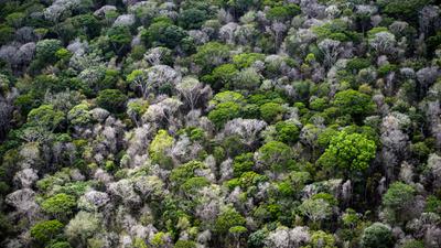 Dead trees are visible in the canopy of the Amazon rainforest, 60 miles southwest of Macapa, Brazil.