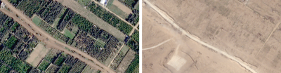 Tree crops in November 2023 (left) and May 2024 (right).