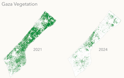 Vegetation in Gaza in June 2021 and June 2024.