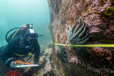 Ecologist Alyssa Gehman studies sunflower sea stars in Burke Channel, British Columbia.