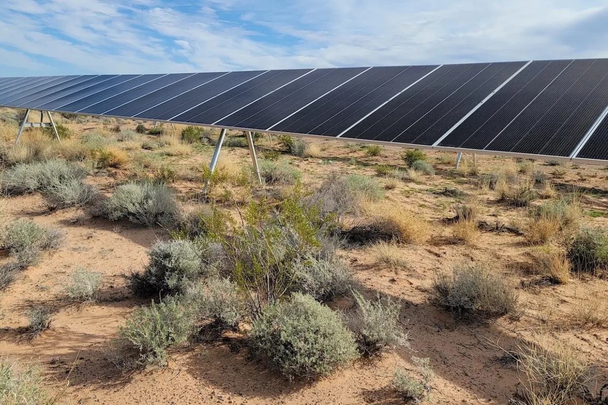 Mojave Solar Farm a Haven for Rare Desert Plant - Yale E360