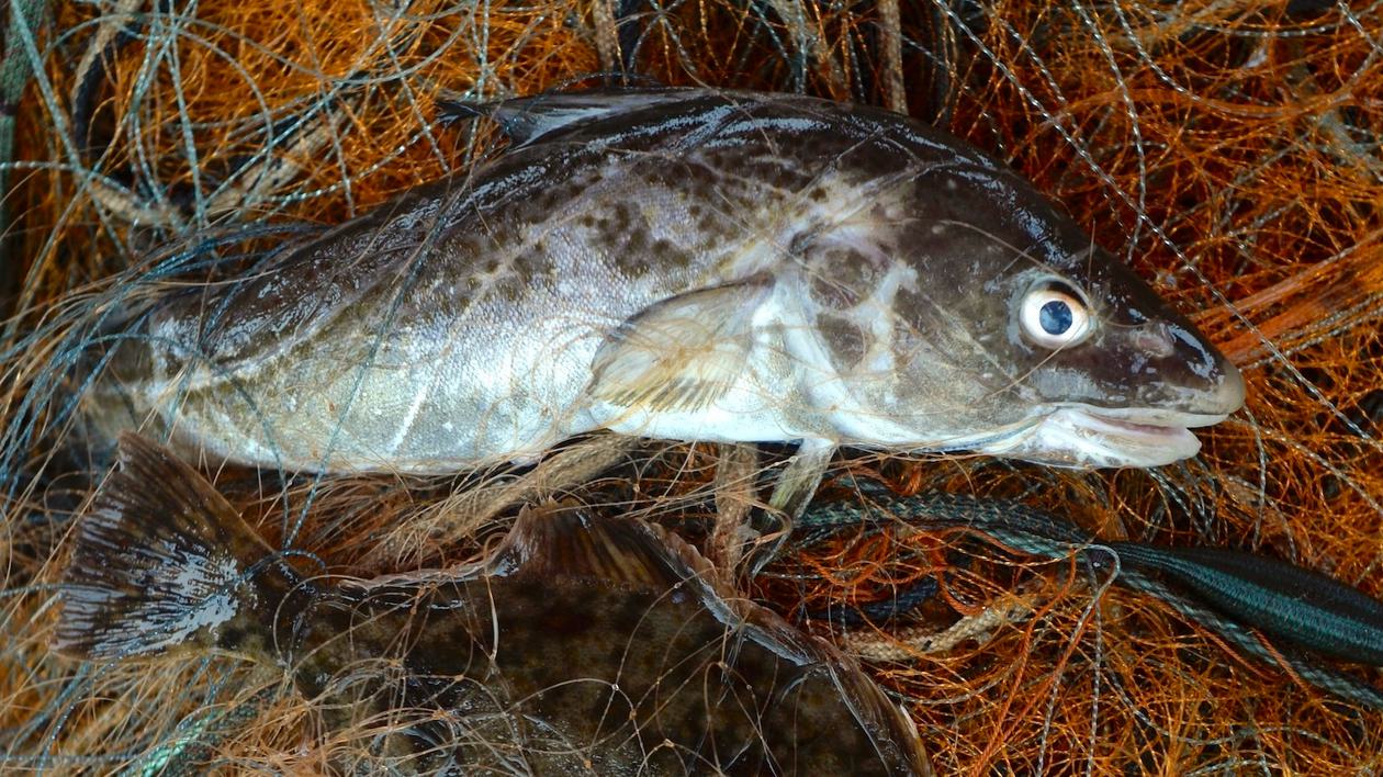 Shrinking Cod Shrinking Cod: How Humans Are Impacting the Evolution of Species - Yale ...