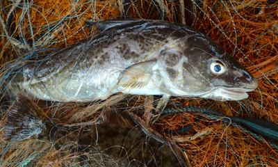 A Baltic cod caught off the coast of northern Germany.