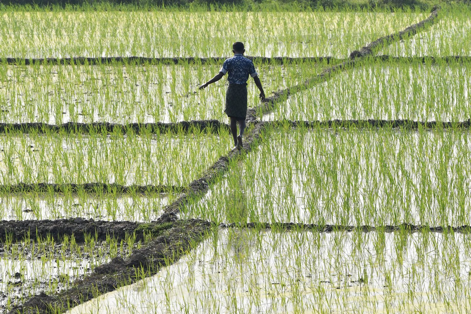 Methane Rice Plant Why Methane Is a Large and Underestimated Threat to Climate Goals ...