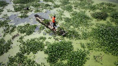 Water hyacinth, an invasive species, clogs the Anchang River in Sichuan Province, China.
