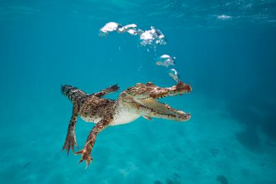 Saltwater crocodiles, like this one in Queensland, Australia, occupy only a small part of their former range.