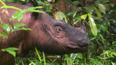 A critically endangered Sumatran rhino in Way Kambas National Park, Indonesia.