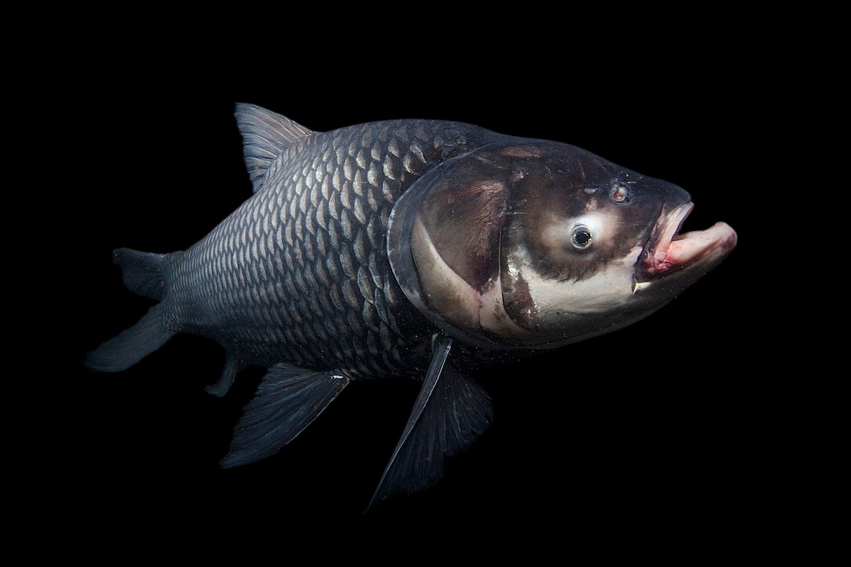 photo of World's Freshwater Fish in Crisis, U.N. Report Warns image