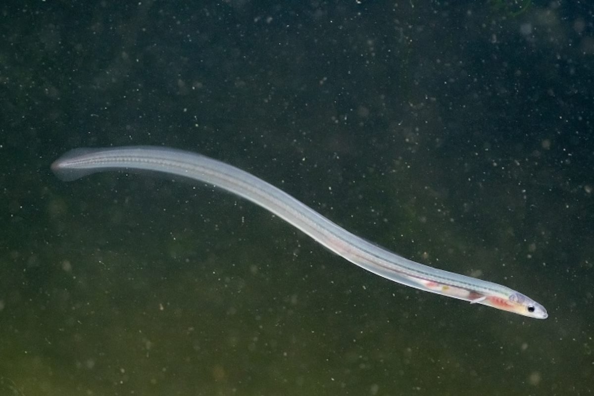 Endangered Eels a Top Target for Traffickers in Europe