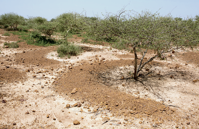 Crescent-shaped mounds created to trap rainwater around gum acacia trees in Ninefouno, Niger.