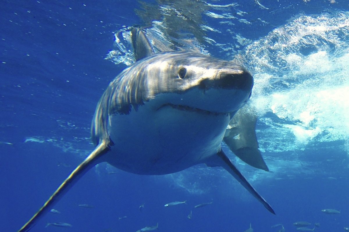 photo of Warmer Waters Bring Great White Sharks to Southern California image