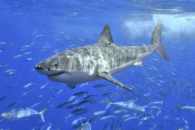 A great white shark off the coast of Isla Guadalupe, Mexico.