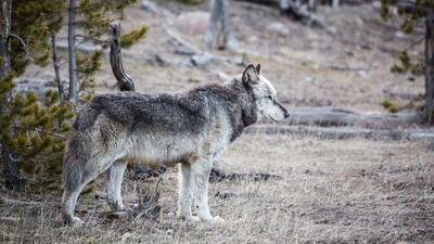 The gray wolf has returned to Yellowstone National Park.