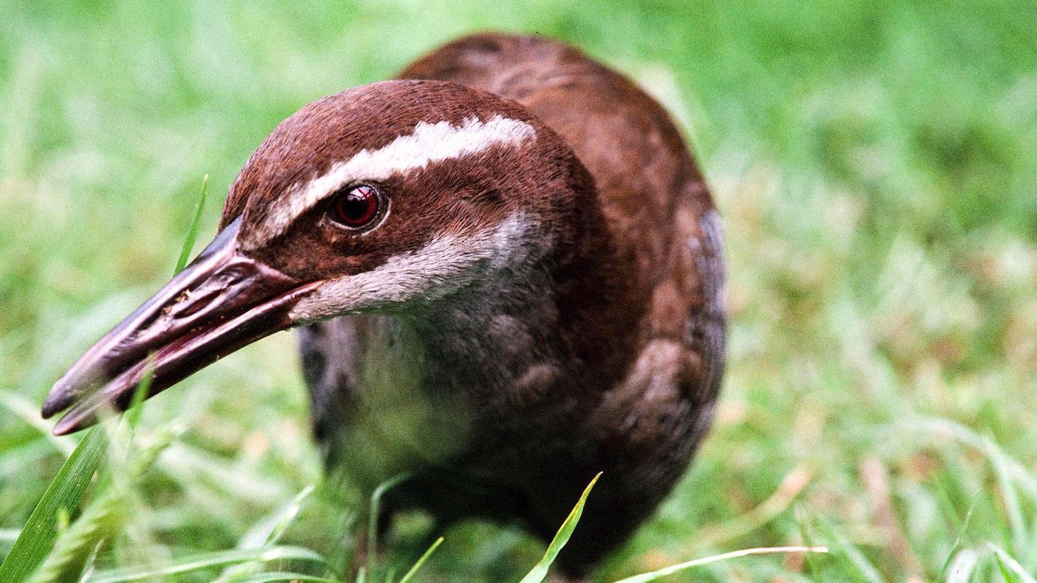 Endangered Rails Last Resort: Moving Endangered Species in Order to Save Them - Yale E360