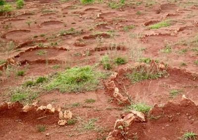 Left: Half-moon ditches trap runoff, helping to nourish plants and combat erosion. Right: A check dam in a gully stems erosion by slowing the flow of water.