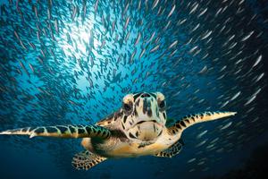 A hawksbill sea turtle in the Maldives.