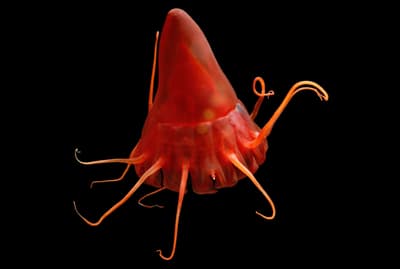 Scientists say helmet jellyfish, like this one, would be threatened by plumes of sediment from seabed mining.