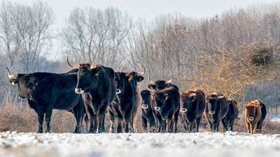 A herd of tauros, animals bred to resemble the long-extinct aurochs that once roamed Europe.