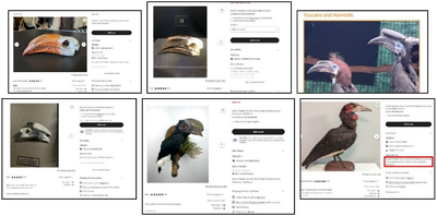 A Troubling Rise in the Grisly Trade of a Spectacular African Bird Online listings for hornbills and hornbill parts.