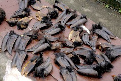 Hornbill heads seized earlier this year by Nigerian customs officials.