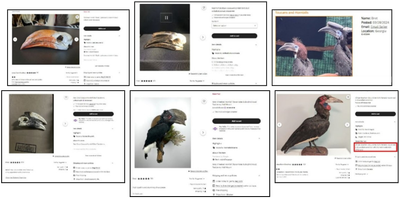 Online listings for hornbills and hornbill parts.