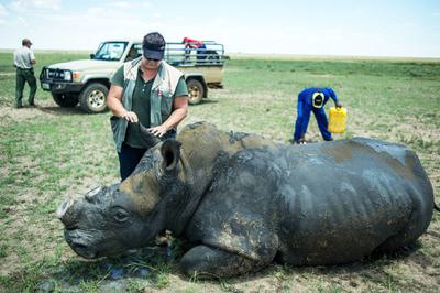 A veterinarian examines a recently-dehorned rhino on John Hume's ranch near Klerksdorp, South Africa. Hume owns more than 1,600 rhinos, which are dehorned to dissuade poachers.