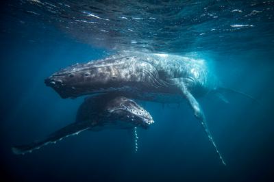 A humpback whale and calf off the coast of Australia.