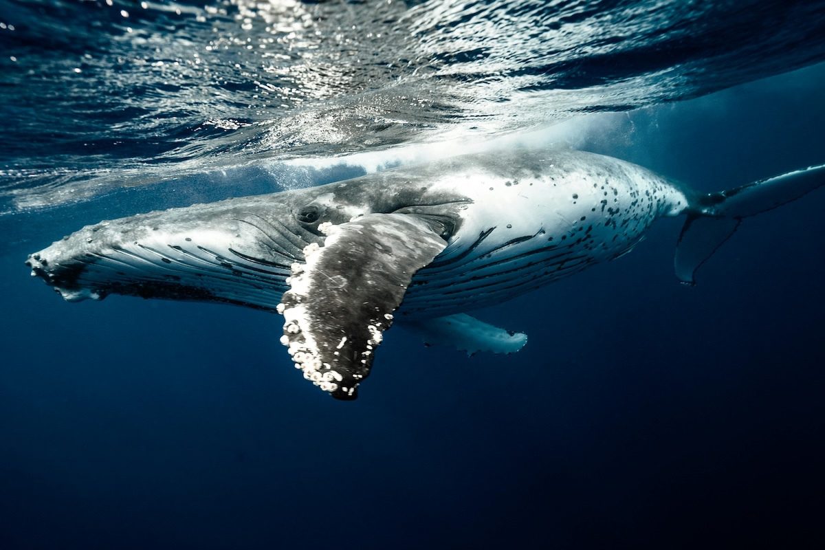 For Humpback Whales, Romance Comes With Age