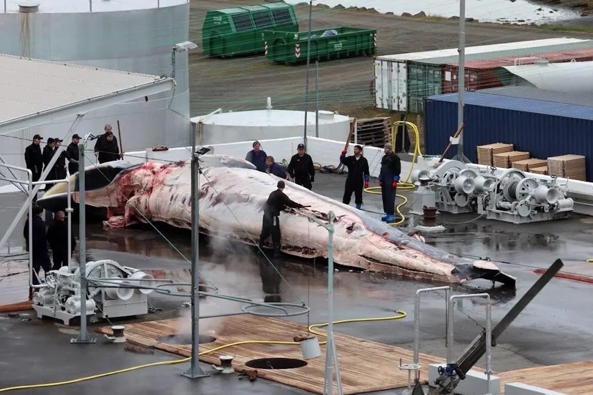 Iceland, One of Three Countries That Still Hunts Whales,…
