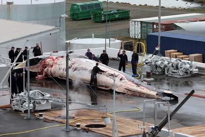 A fin whale being processed in Hvalfjörður, Iceland in June.