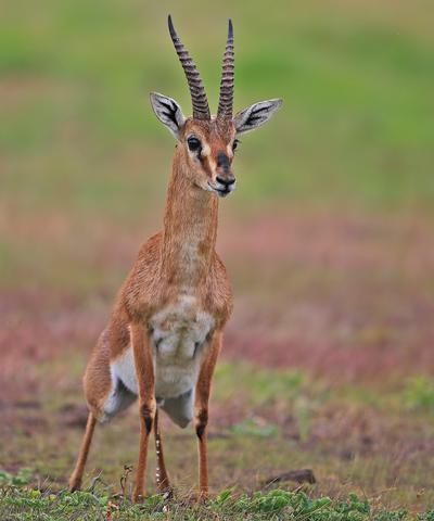 Left to right: An Indian gazelle, Indian wolf, and Indian courser. All three species have been harmed by the loss of grasslands.