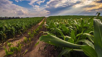 A corn field in Noble County, Indiana.