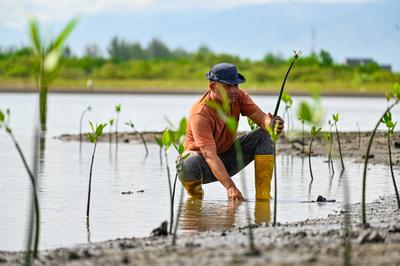 A man plants mangrove seedlings in Banda Aceh, Indonesia. Hand-planted mangroves rarely reach maturity.