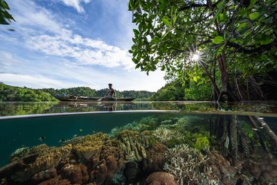A coral reef around the roots of mangrove trees in Raja Ampat, Indonesia.
