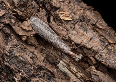 Inimia nat, a species of praying mantis discovered using the iNaturalist A.I., which analyzes images of wildlife.