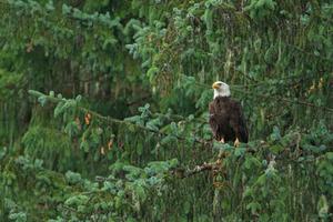 A bald eagle in Tongass National Forest, Alaska.