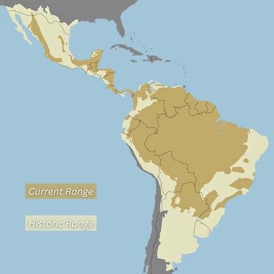 As Jaguars Recover, Will the Border Wall Block Their U.S. Return? The jaguar's historic range extended from Argentina to the U.S. Southwest. Source: Panthera.