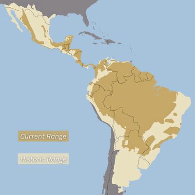 The jaguar's historic range extended from Argentina to the U.S. Southwest. Source: Panthera.
