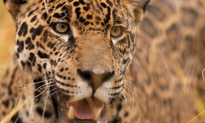 A jaguar in Goiás state, Brazil.