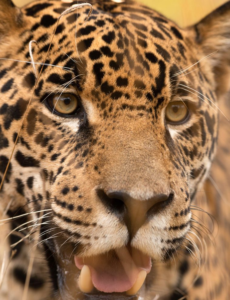 Living With Wildlife