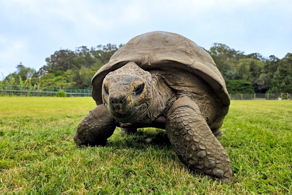 photo of Jonathan, a 192-Year-Old Giant Tortoise, Holds Insights for Aging Well image
