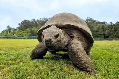 Jonathan, the oldest known living land animal.