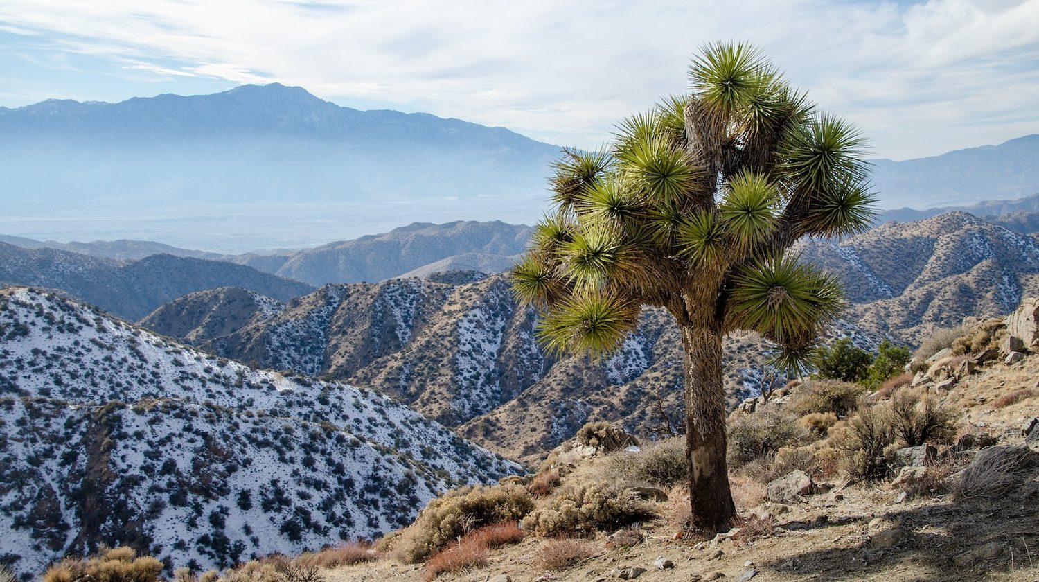 Joshua Tree Core With Hotter, Drier Weather, California’s Joshua Trees Are in Trouble ...
