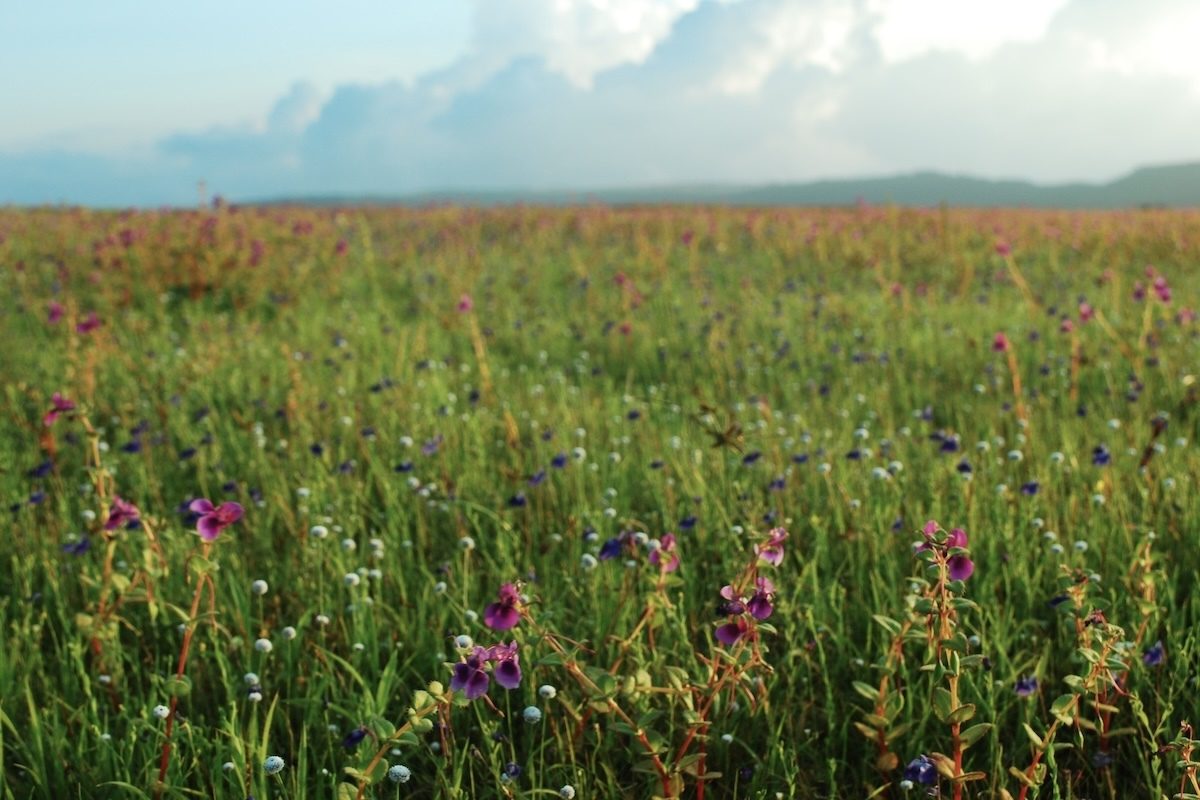 India Says Grasslands Are 'Wastelands.' Medieval Poems Show Otherwise