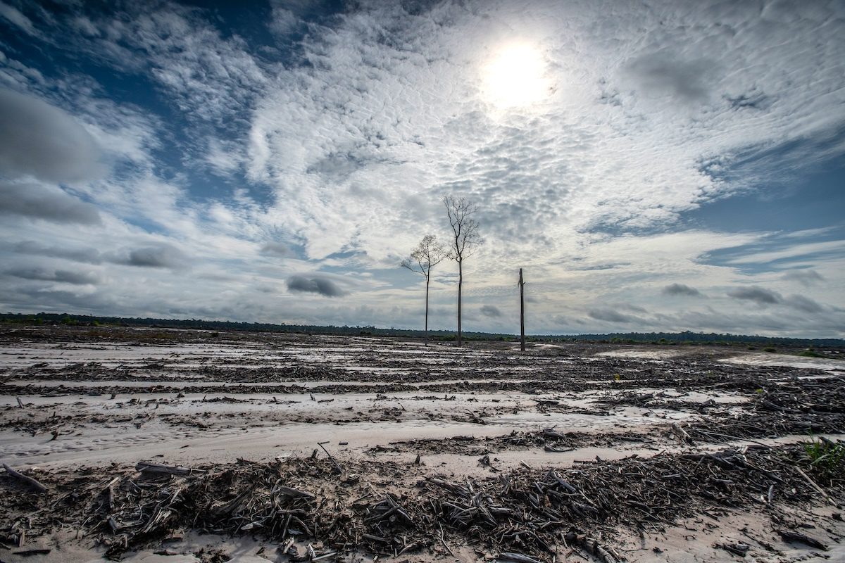 Sustainable Wood Schemes Failing to Slow…