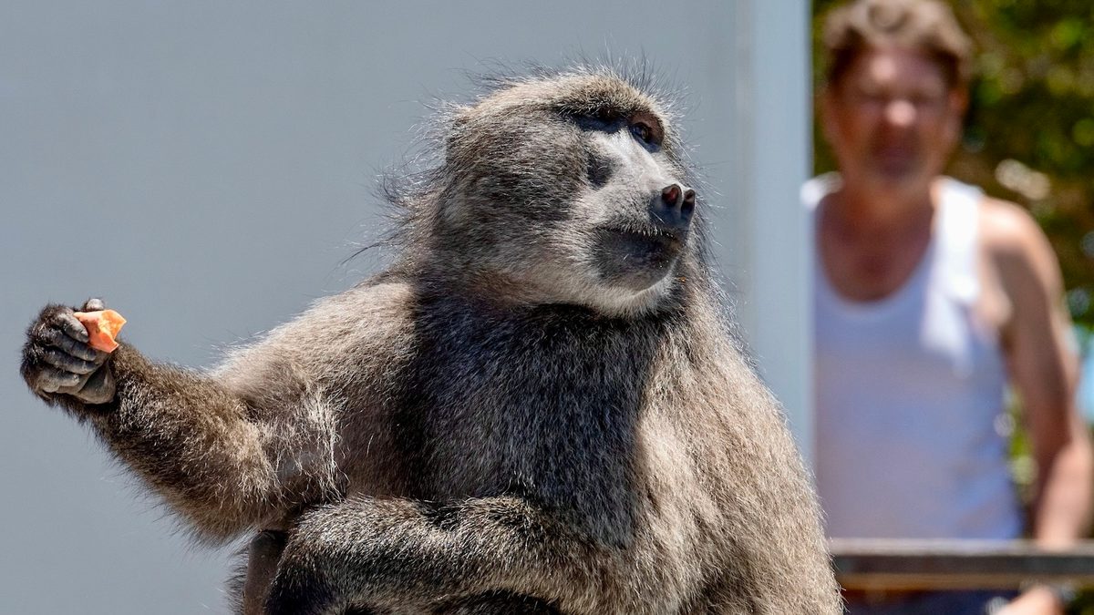 photo of Baboon Raiders: In Cape Town, Can Big Primates and People Coexist? image